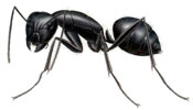 An Invasive Ant Has Found Its Way Into Florida