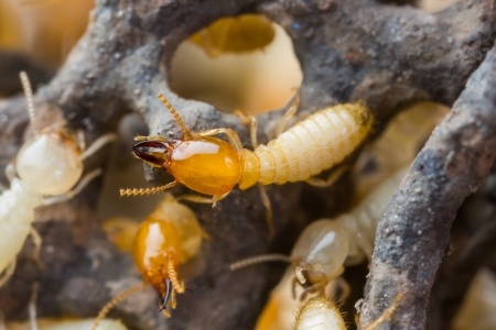 Not All Termites Will Consume The Wood In Your Home